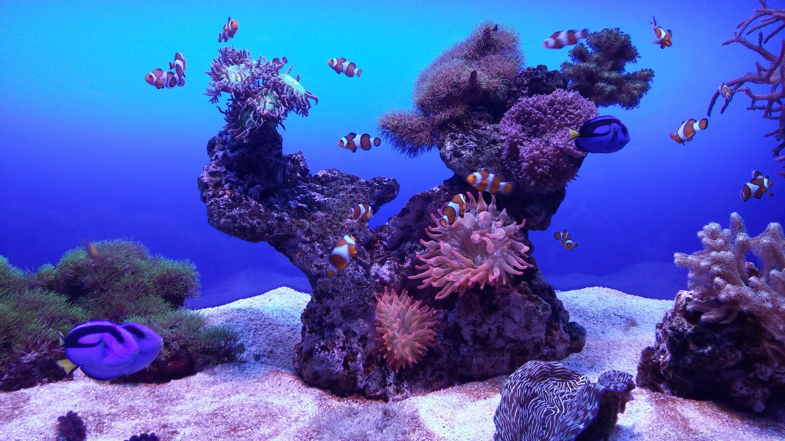 LG G3 sample photo. Fish, aquarium, underwater photography