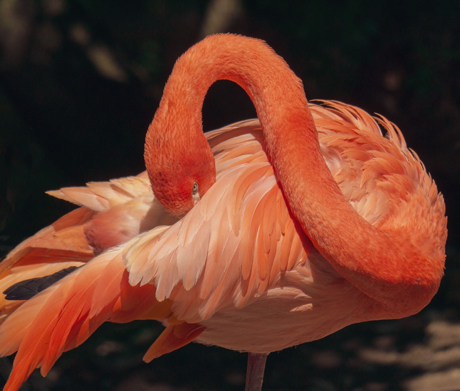 Panasonic DMC-G81 sample photo. Flamingo, water bird, bird photography