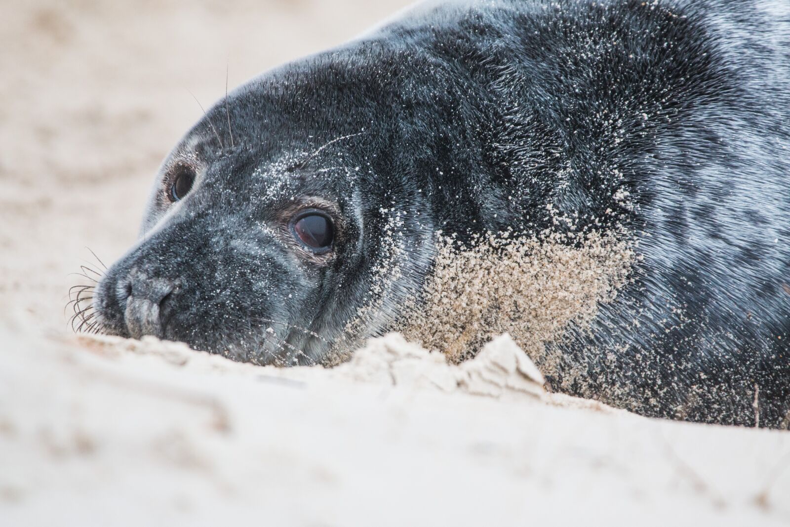 150-600mm F5-6.3 DG OS HSM | Contemporary 015 sample photo. Grey seal, robbe, halichoerus photography