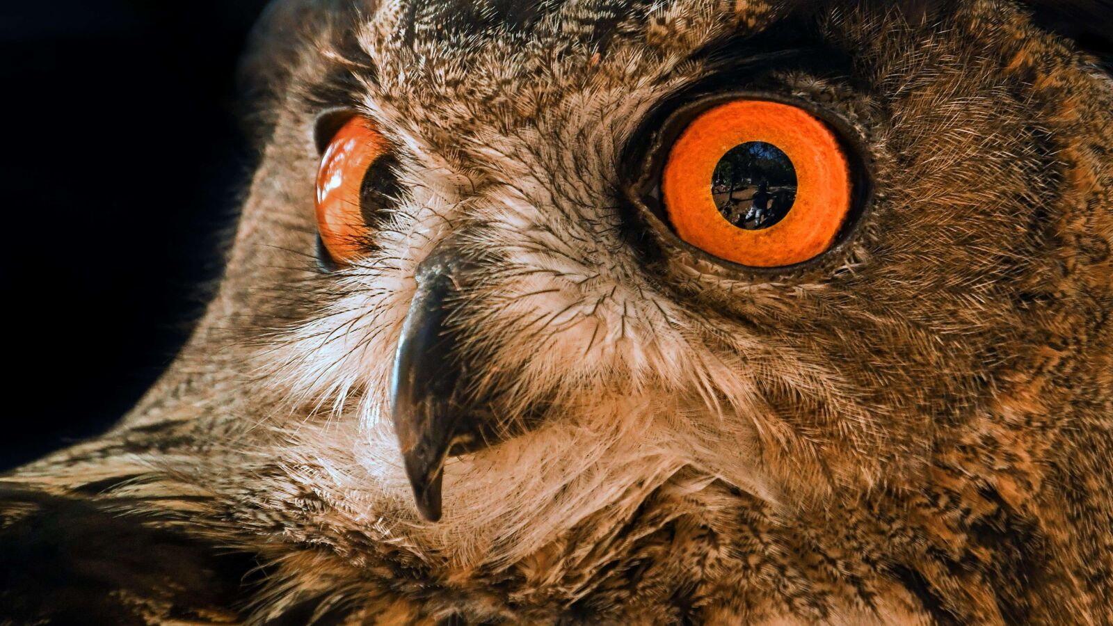 Nikon D500 sample photo. Eyeball, owl, feather, animal photography