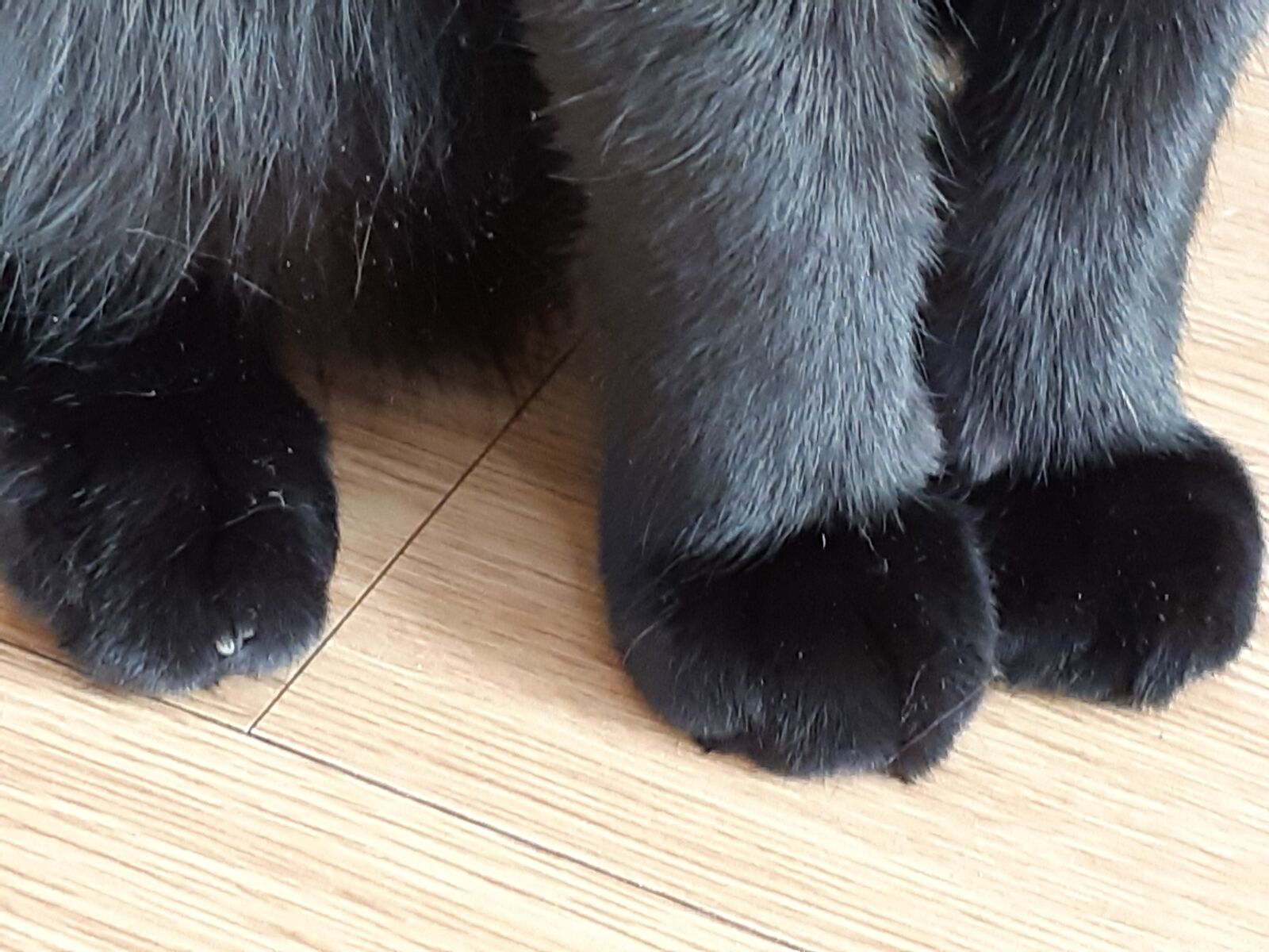 Samsung Galaxy A8(2018) sample photo. Cat, foot, fur photography