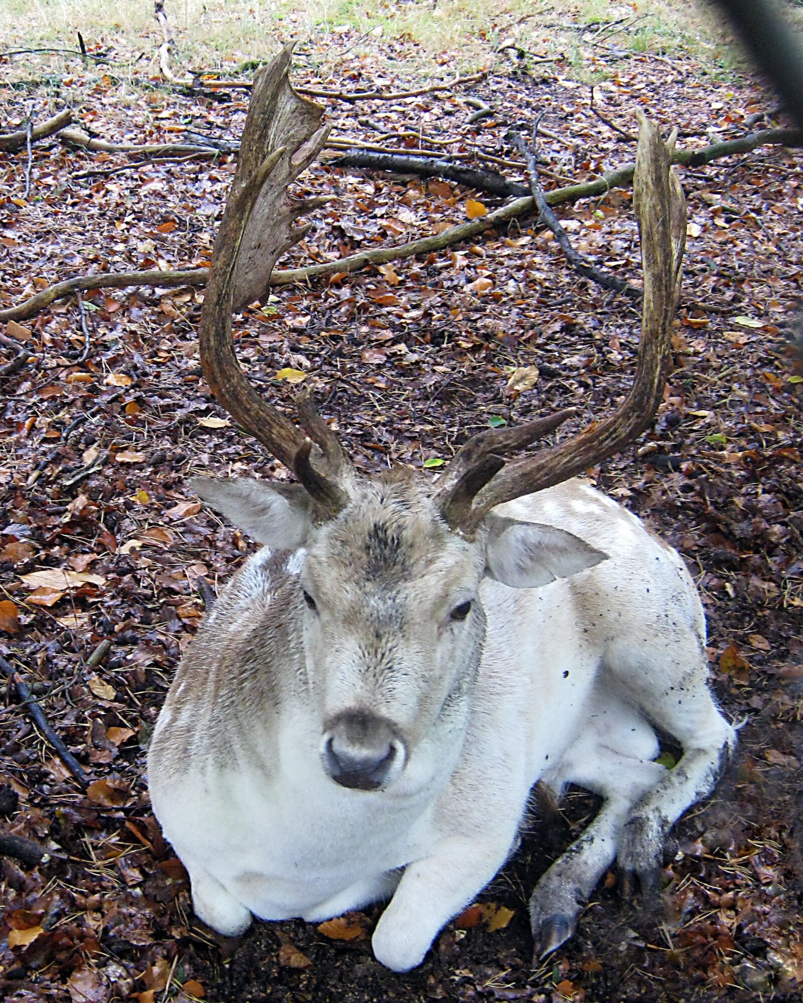 Canon PowerShot A495 sample photo. Fallow deer, lying, fur photography