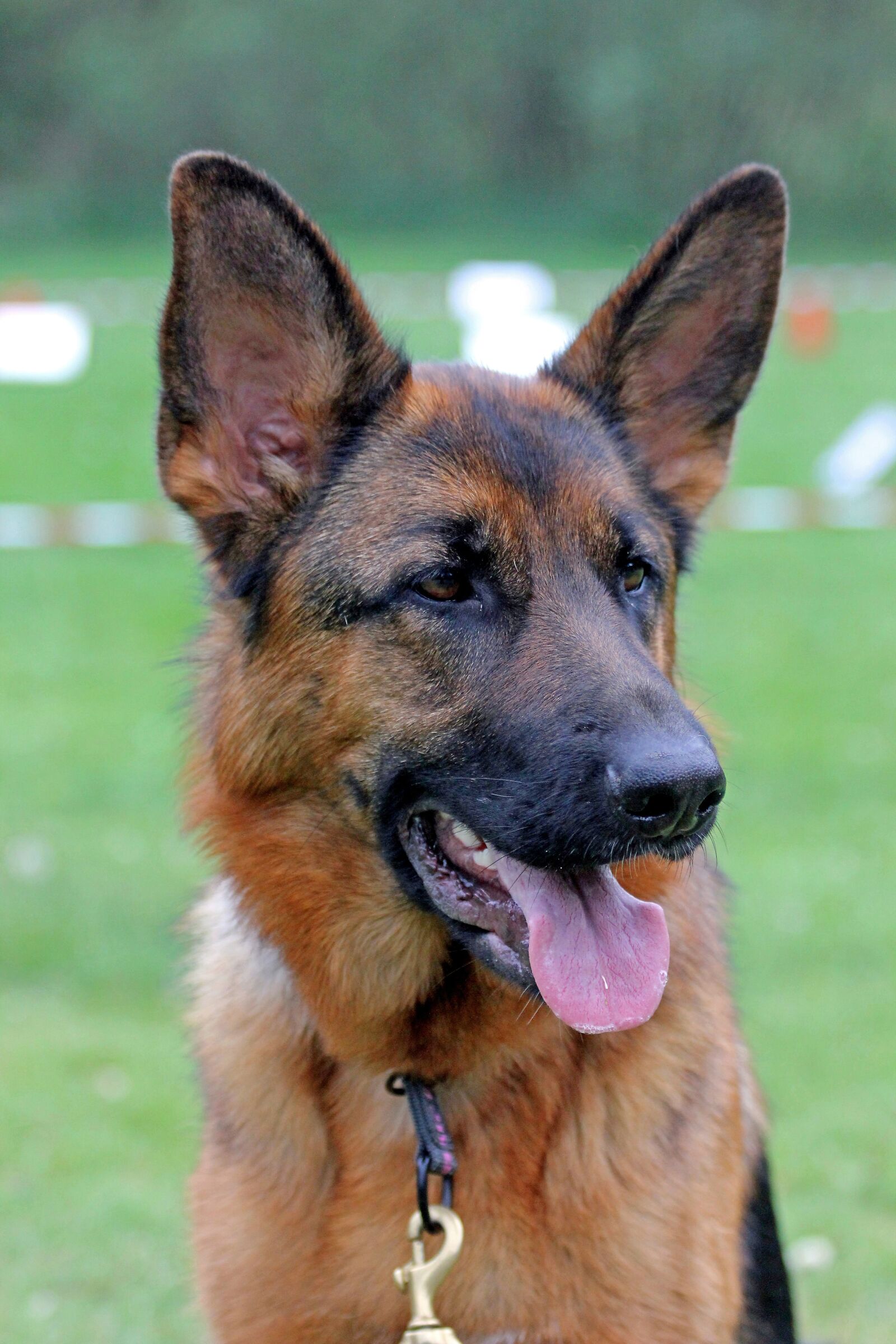 Canon EOS 550D (EOS Rebel T2i / EOS Kiss X4) sample photo. German shepherd dog, bitch photography