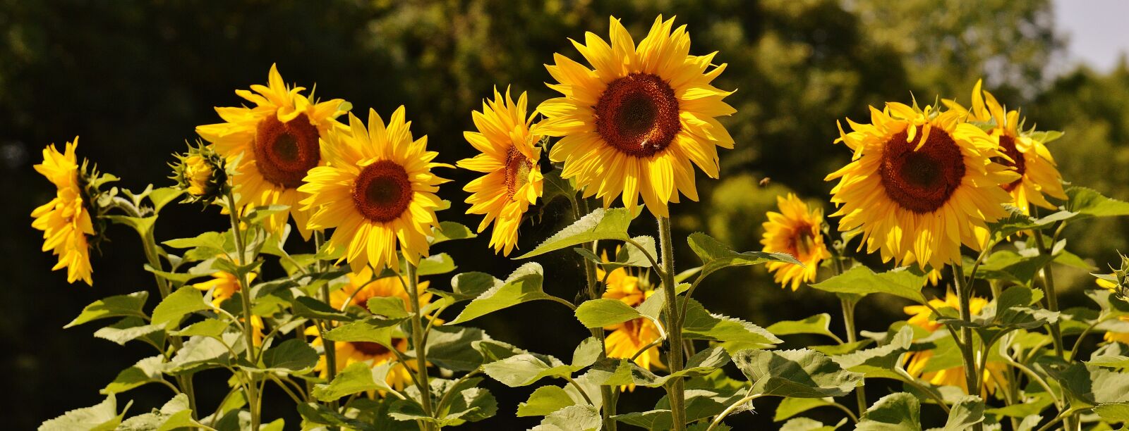 Nikon D3200 sample photo. Sunflower, bees, summer photography