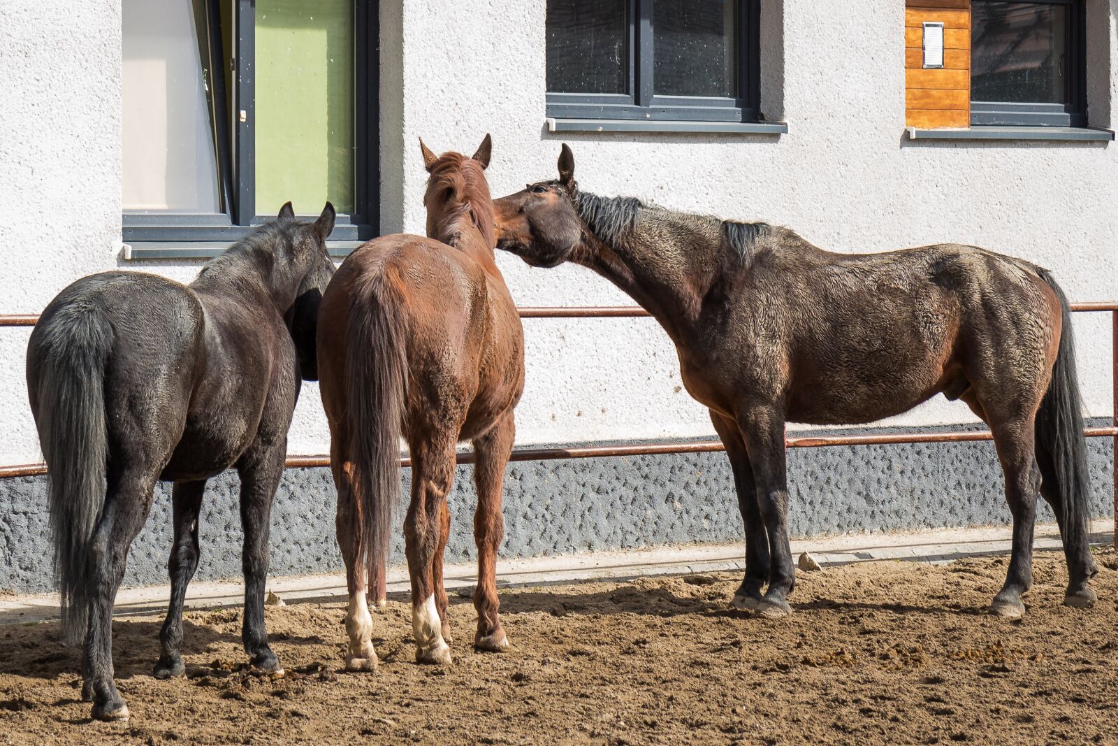 Canon EOS 7D Mark II sample photo. Horses, brown horses, bay photography