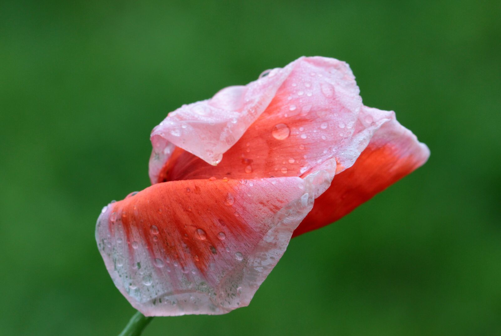 Canon EOS 650D (EOS Rebel T4i / EOS Kiss X6i) sample photo. Poppy, papaver rhoeas, klatschmohn photography