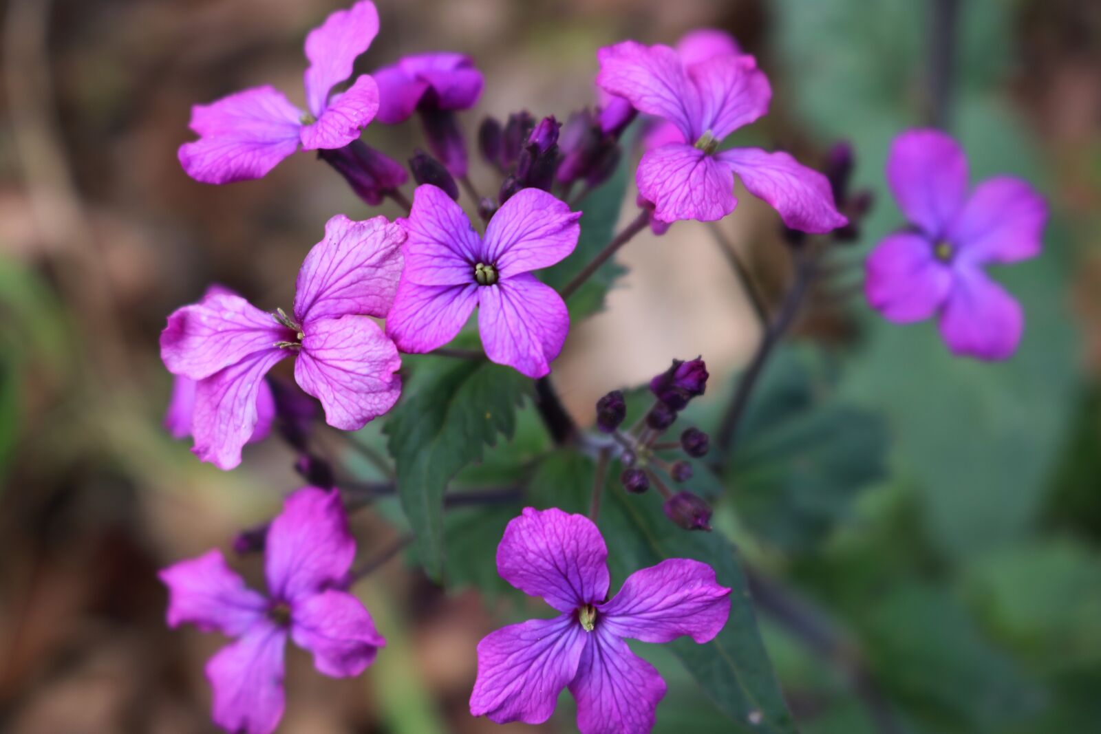 Canon EOS 750D (EOS Rebel T6i / EOS Kiss X8i) sample photo. Purple, bloom, flowers photography