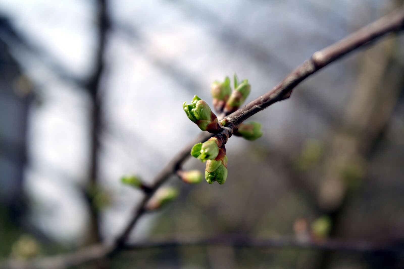 Samsung NX1000 sample photo. Macro, spring, outdoors photography