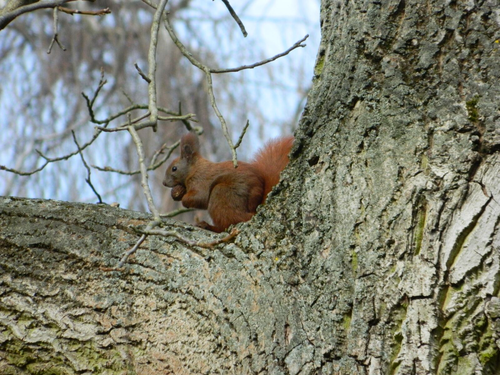 Nikon Coolpix L120 sample photo. Squirrel, rodent, forest animal photography