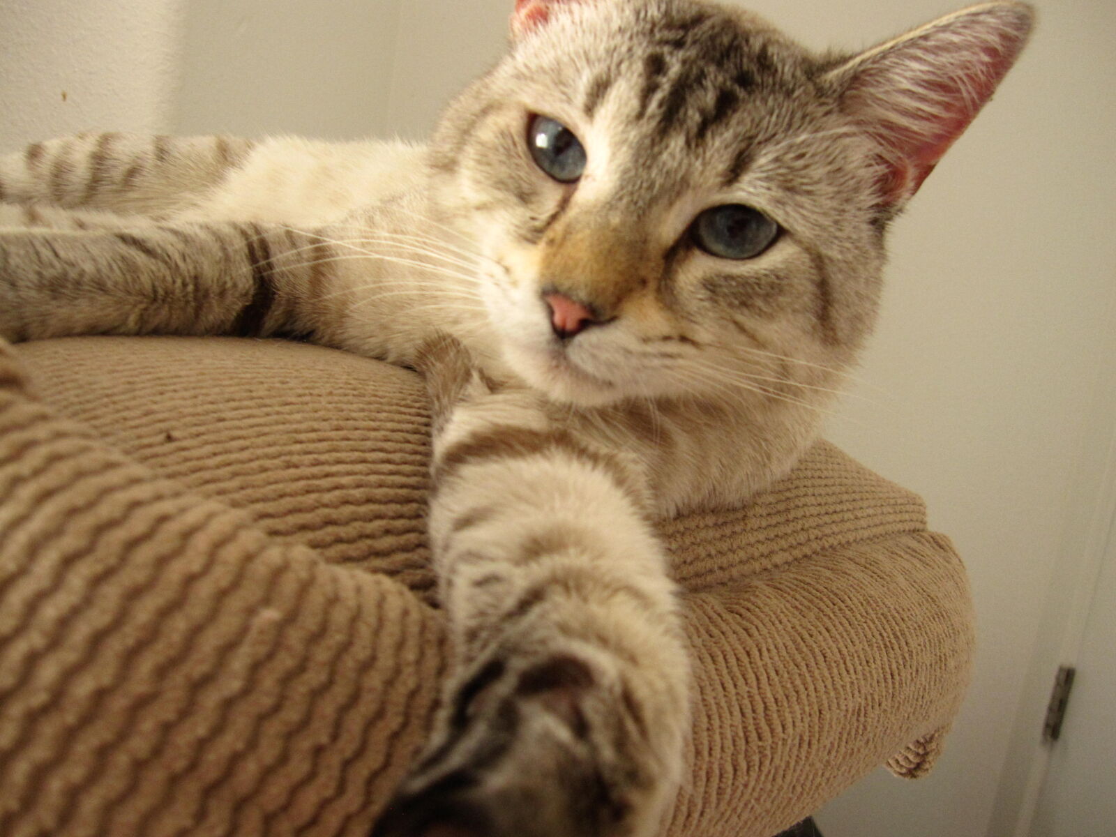 Canon PowerShot SD960 IS (Digital IXUS 110 IS / IXY Digital 510 IS) sample photo. My cat lucas photography