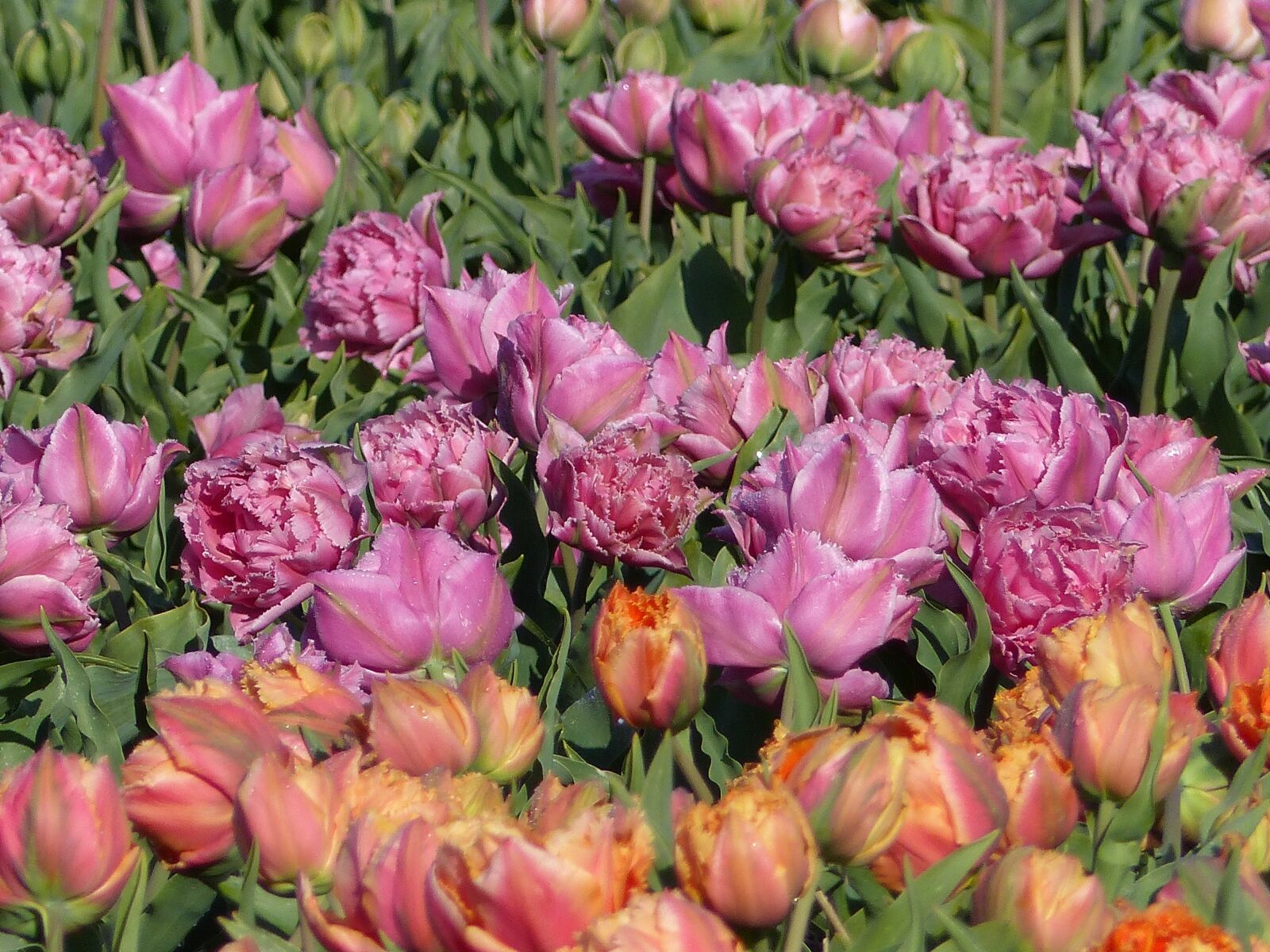 Panasonic Lumix DMC-FZ200 sample photo. Flowers, bulb fields, netherlands photography