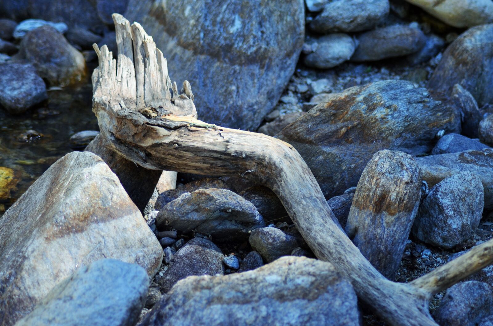 Nikon D5100 sample photo. Wood, branch, deadwood photography