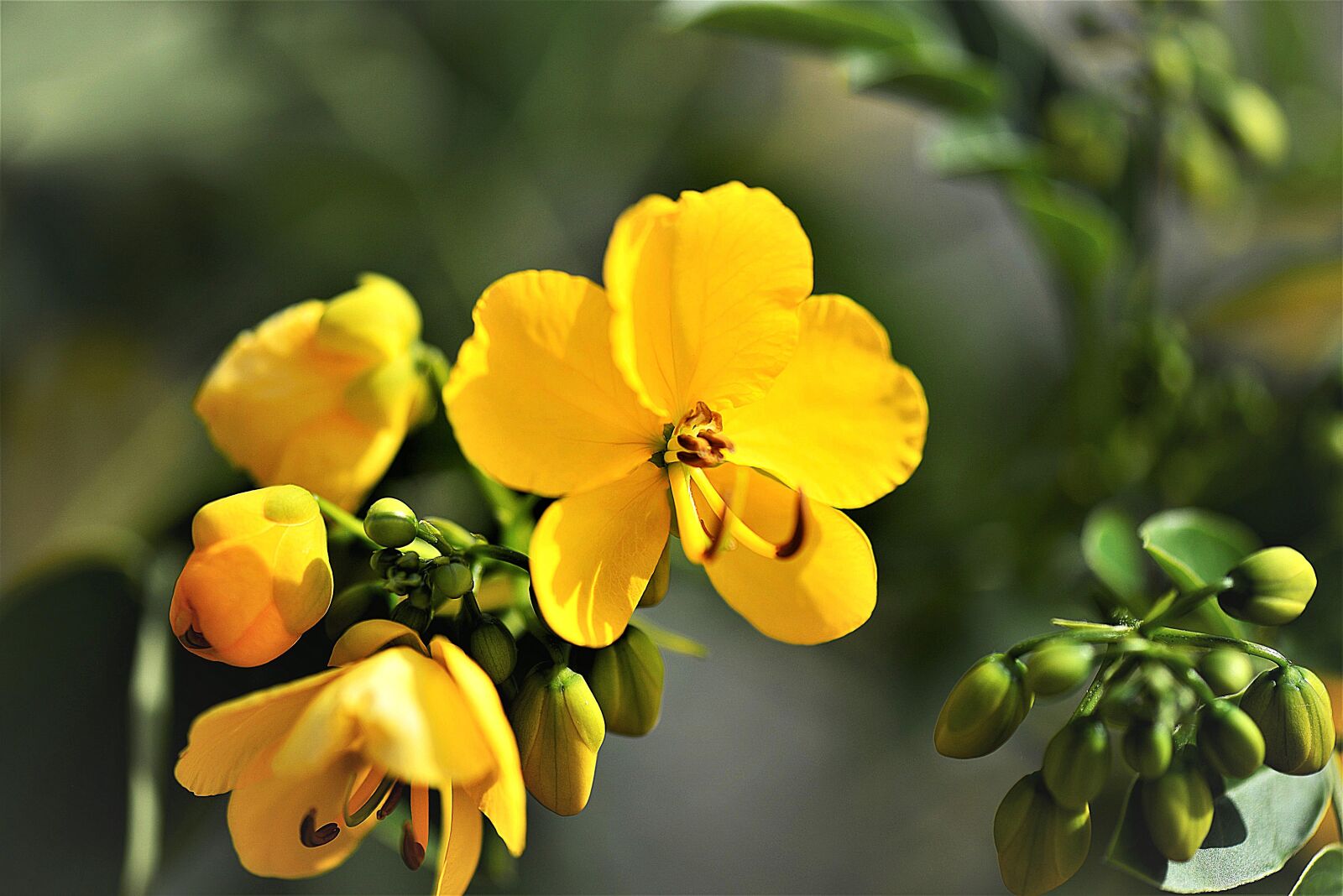 Nikon D610 sample photo. Senna plant, blossom, bloom photography
