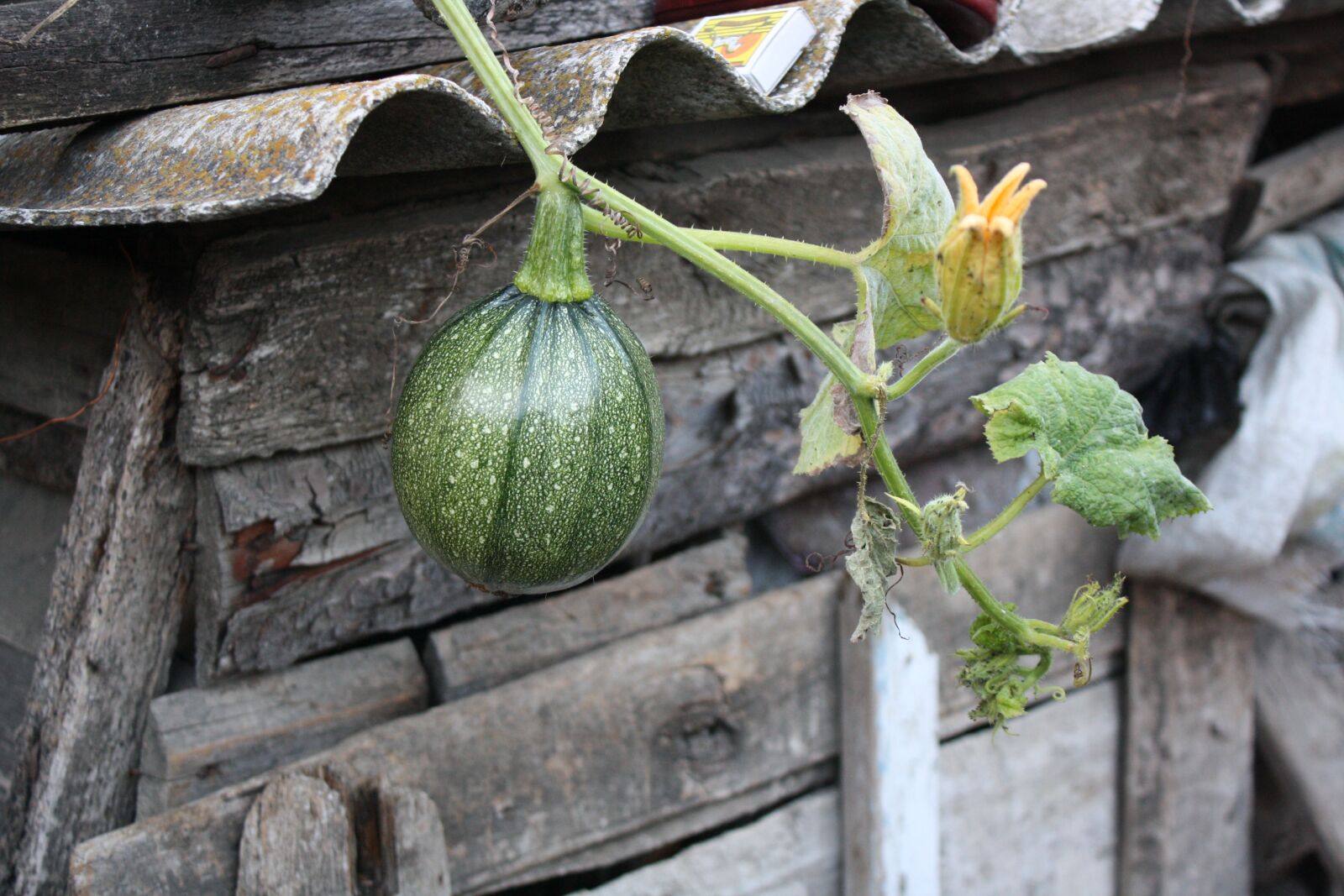 Canon EOS 1000D (EOS Digital Rebel XS / EOS Kiss F) sample photo. Pumpkin, plant, flower photography