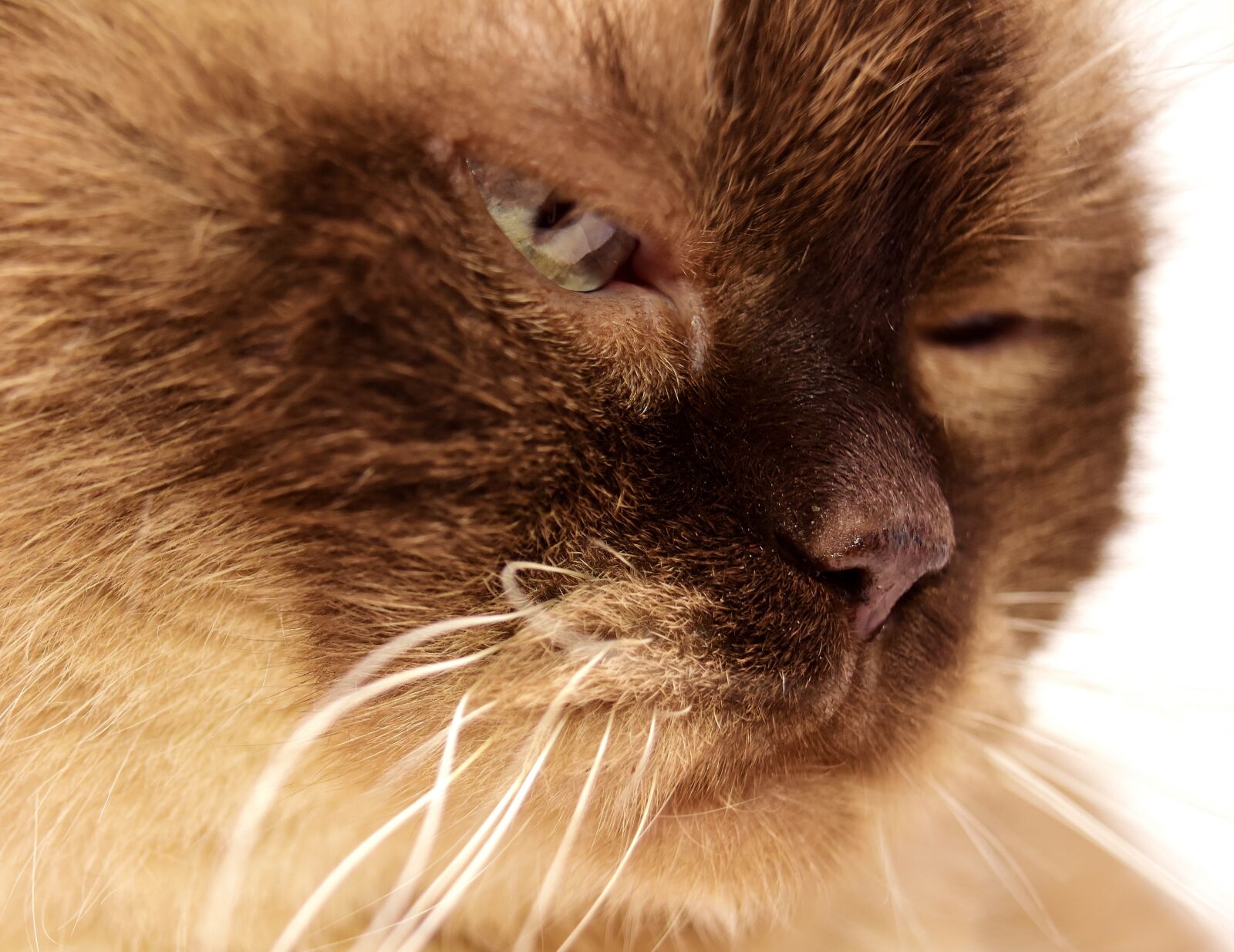 Nikon D7200 sample photo. British shorthair, cat, pet photography
