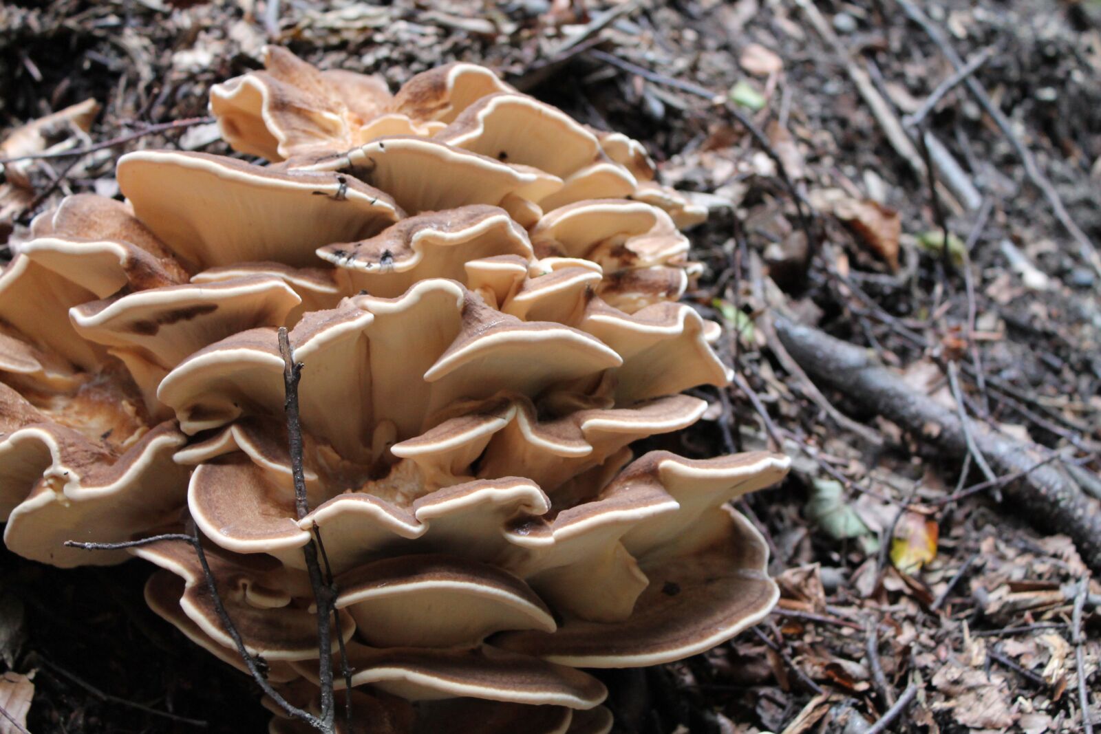 Canon EF-S 18-55mm F3.5-5.6 IS sample photo. Nature, fungus photography