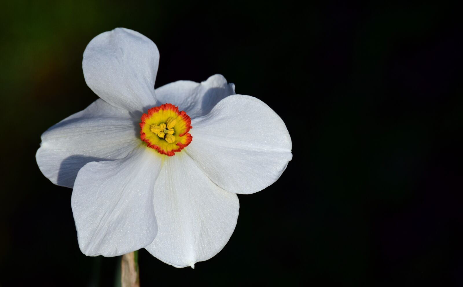 Nikon D3300 sample photo. Narcissus, white, blossom photography