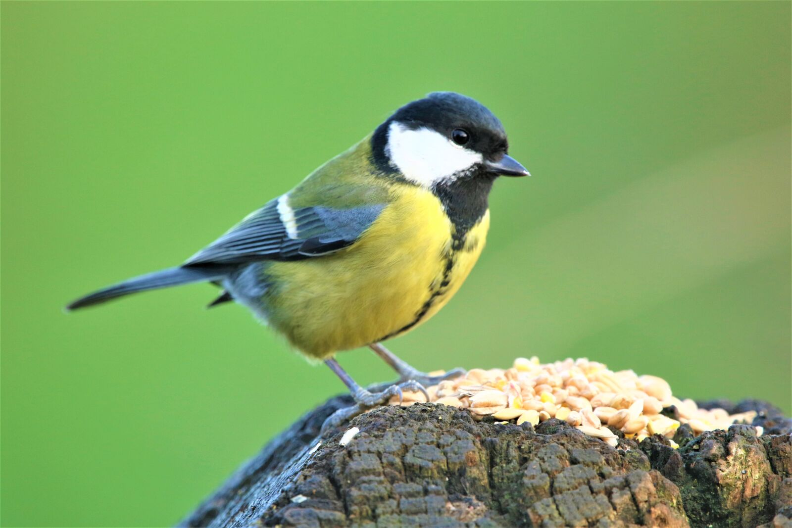 Canon EOS 7D Mark II sample photo. Tit, great tit, bird photography