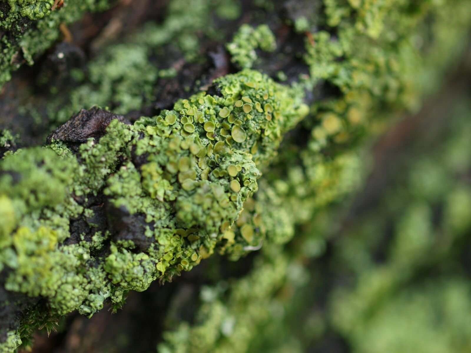 Olympus E-3 sample photo. Fungus, moss, green photography
