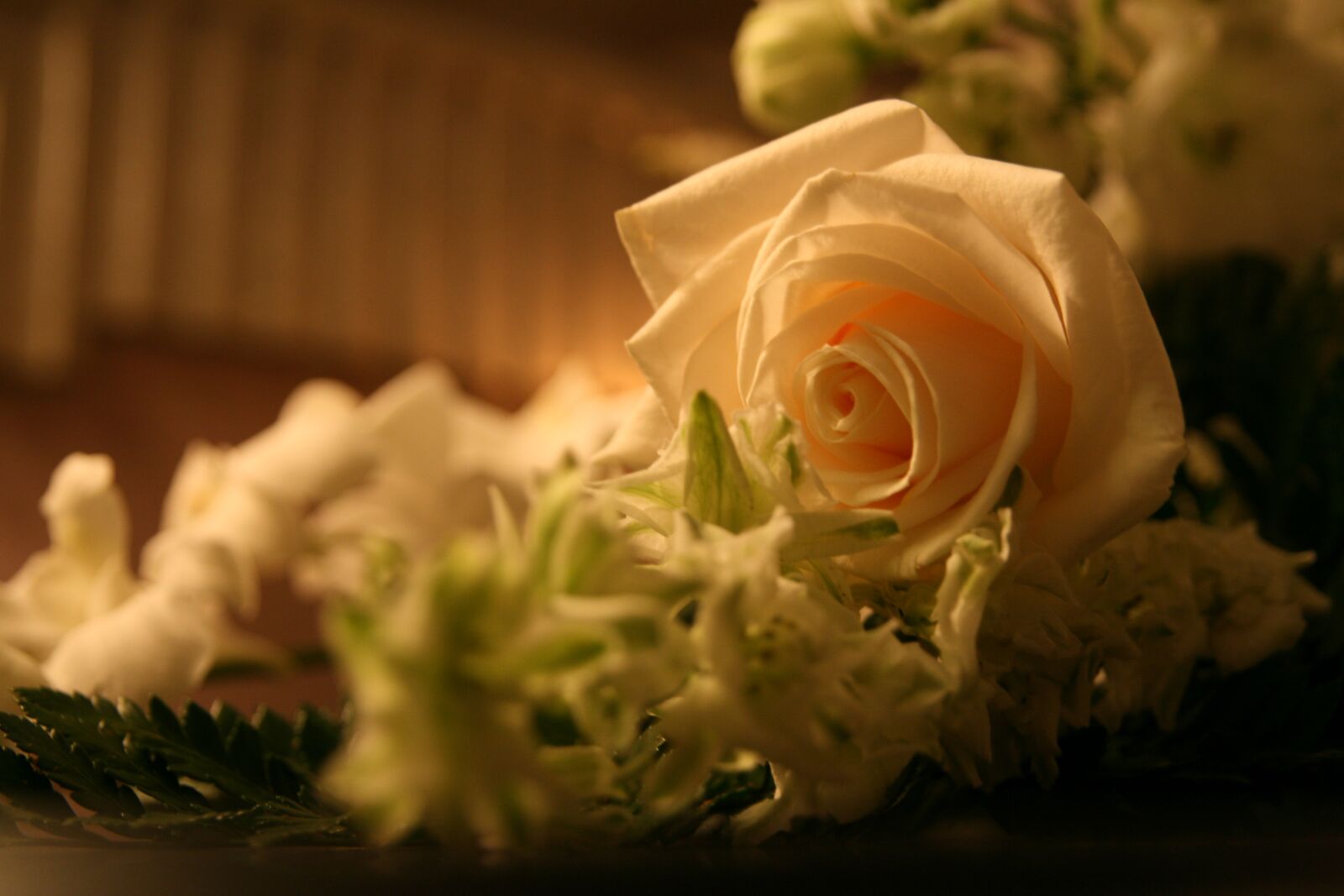 Canon EOS 400D (EOS Digital Rebel XTi / EOS Kiss Digital X) sample photo. Rose, wedding, romantic photography