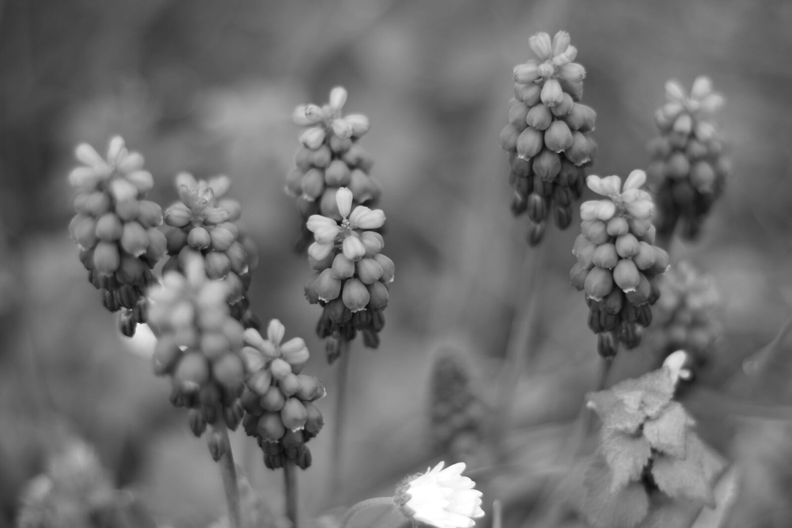 Canon EOS 650D (EOS Rebel T4i / EOS Kiss X6i) + Canon EF 50mm F1.8 STM sample photo. Beautiful, flowers, flower photography