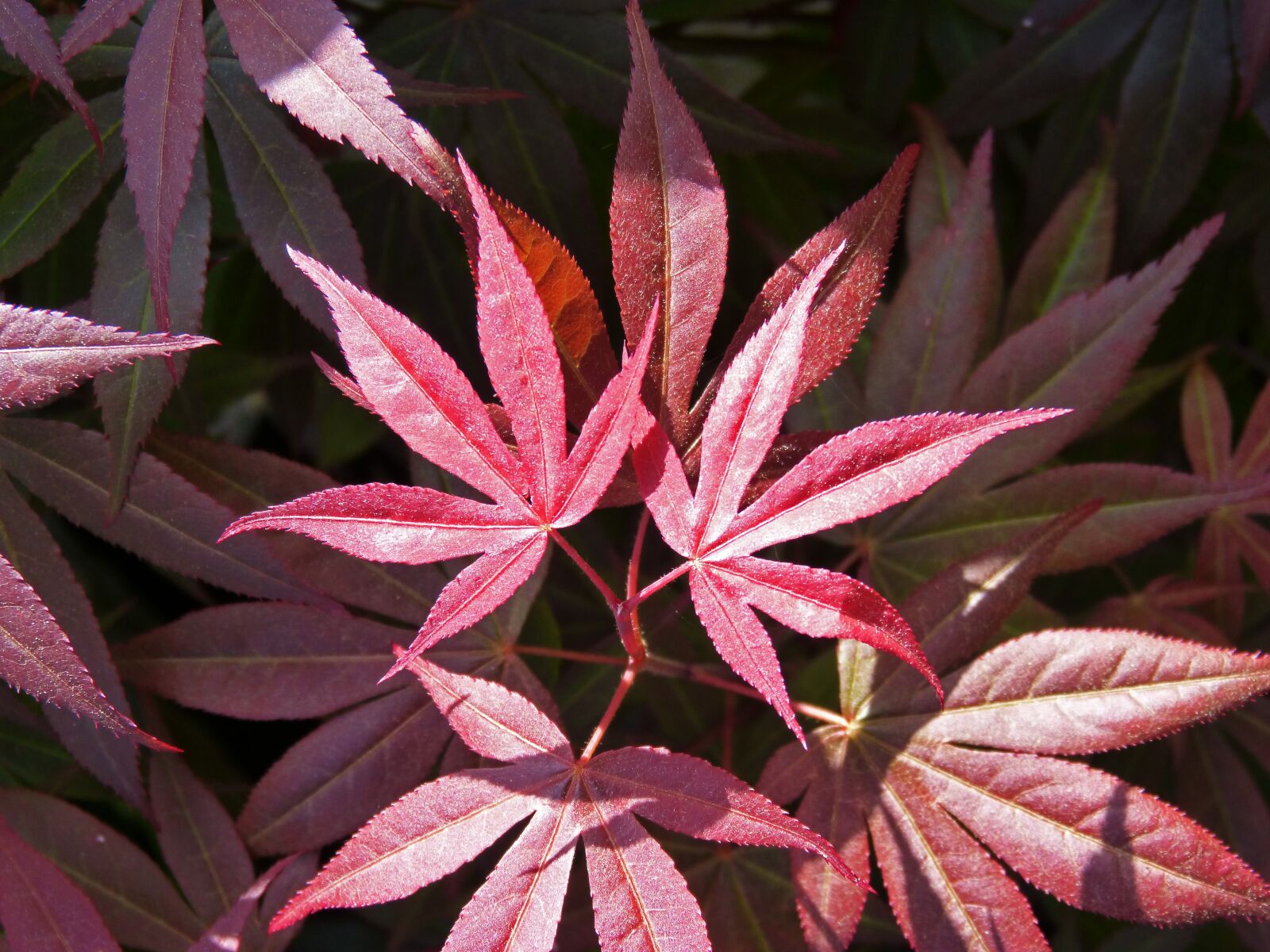 Panasonic DMC-FZ62 sample photo. Leaf, red leaf, plant photography
