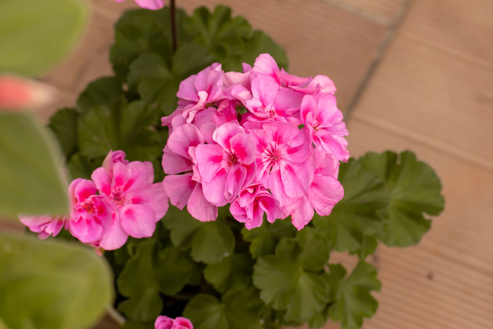 Nikon D3300 sample photo. Flower, pelargonia, buds photography