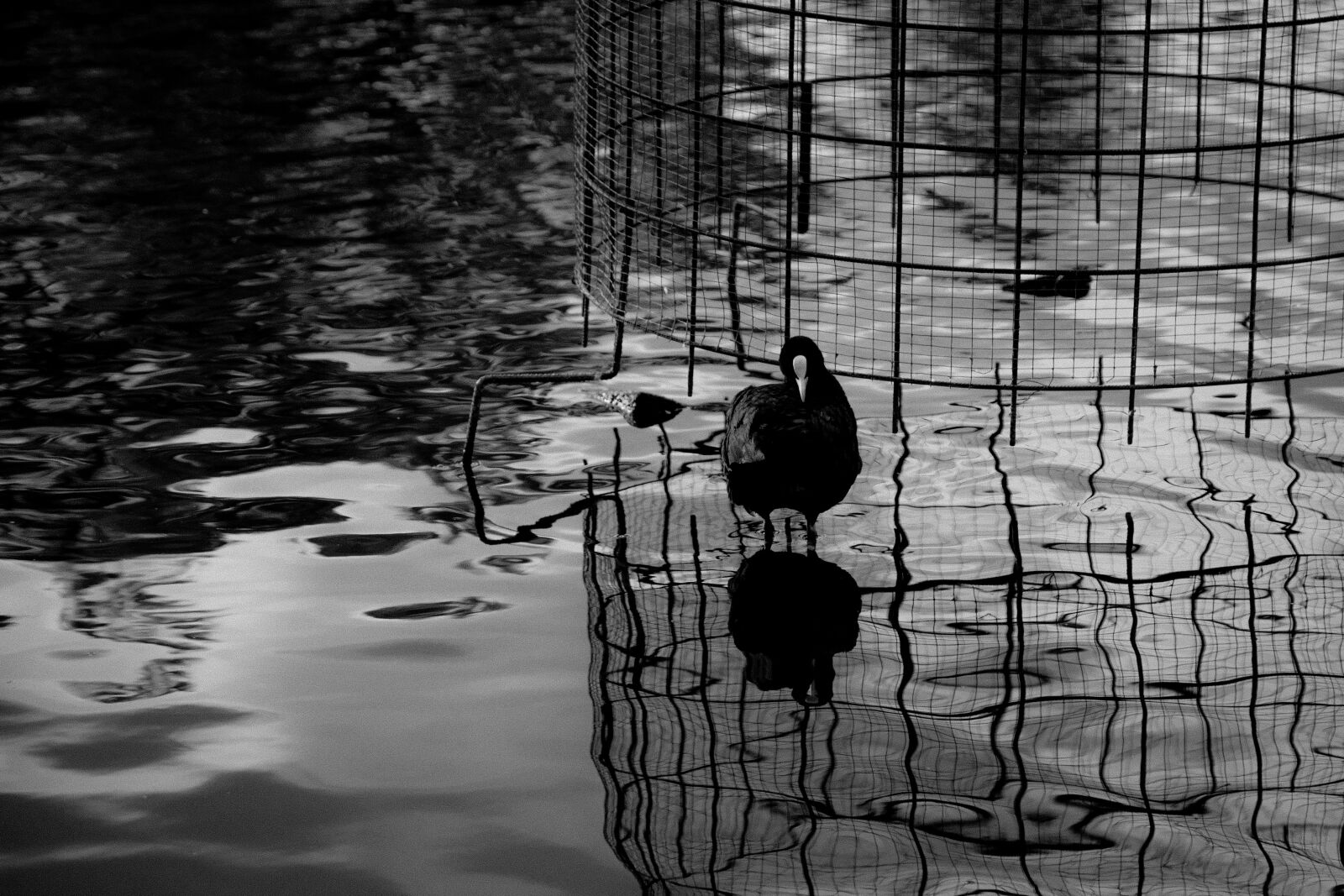 Canon EOS 5D Mark II sample photo. Bird, reflection, black and photography
