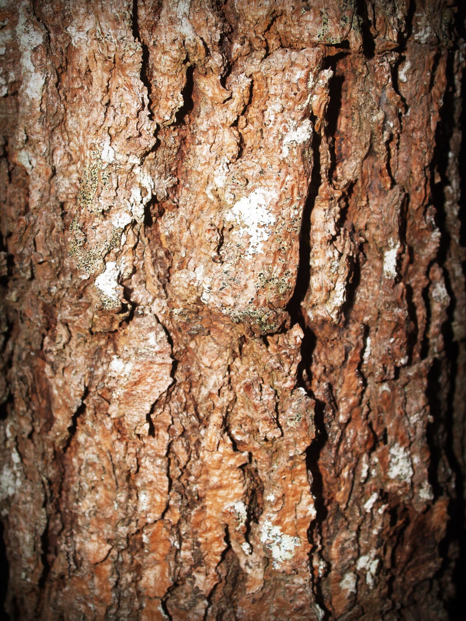 Olympus E-300 (EVOLT E-300) sample photo. Close, up, tree, tree photography