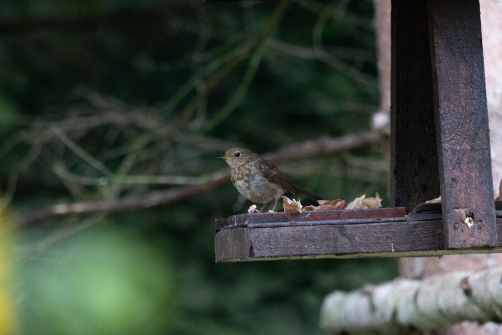 Nikon D3300 sample photo. Bird, feeding, animal photography