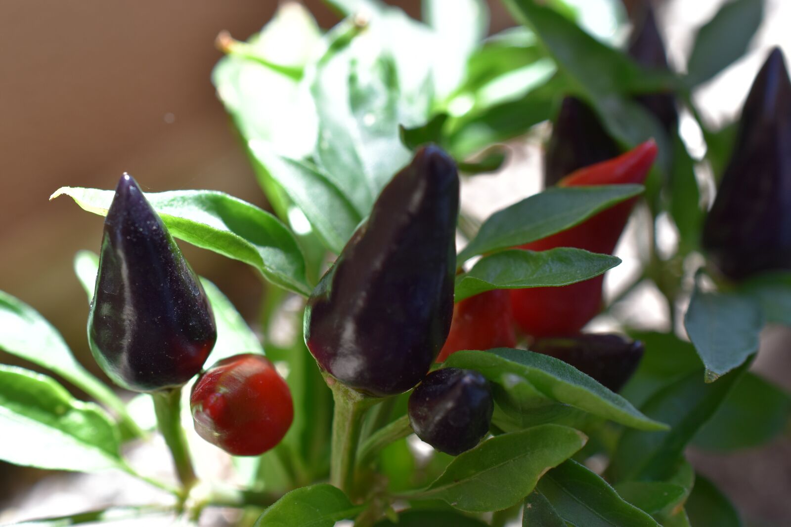 Nikon D5600 sample photo. Chili pepper, plant, spicy photography