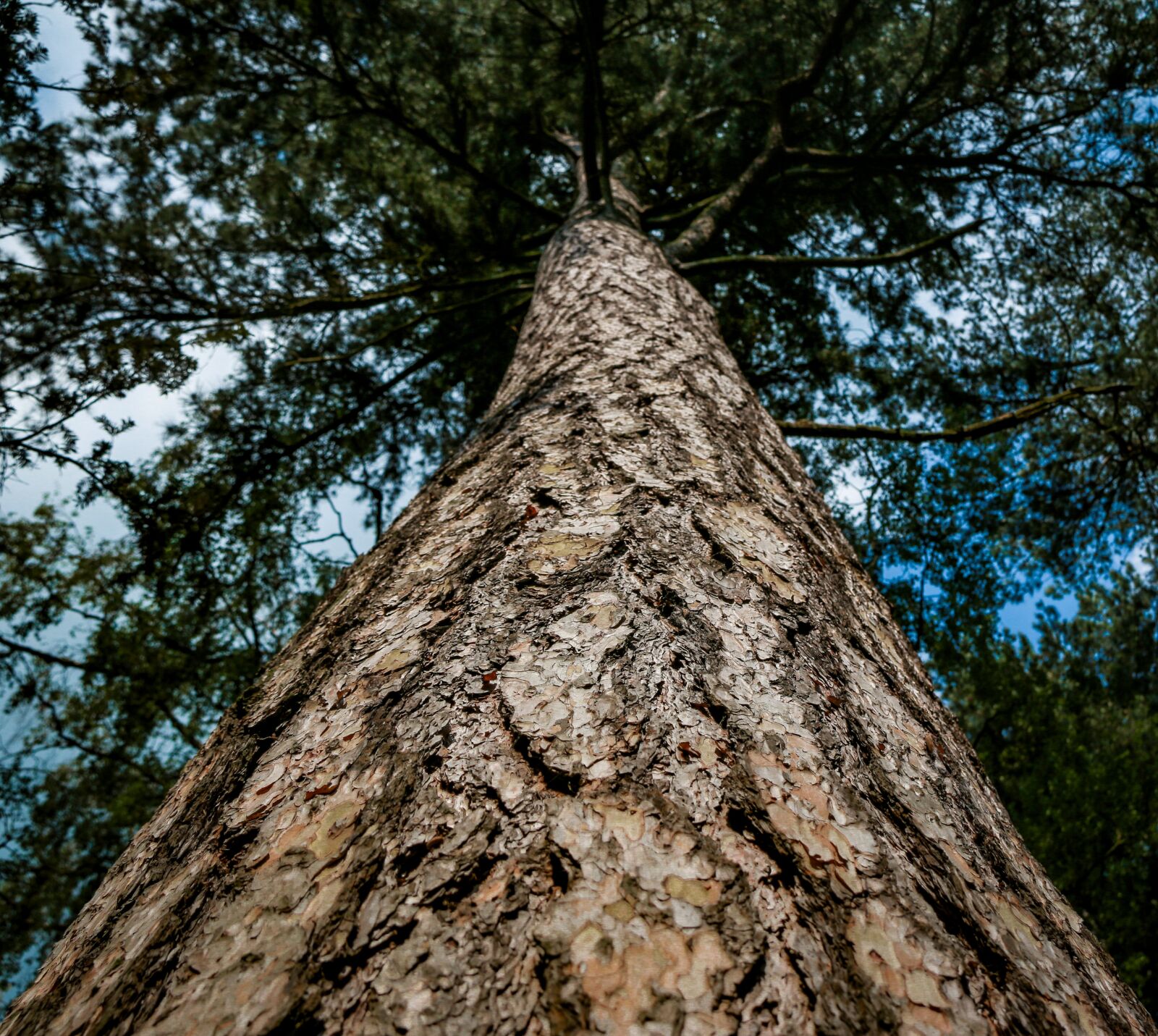 Canon EF-S 18-200mm F3.5-5.6 IS sample photo. Tree, wood, nature photography