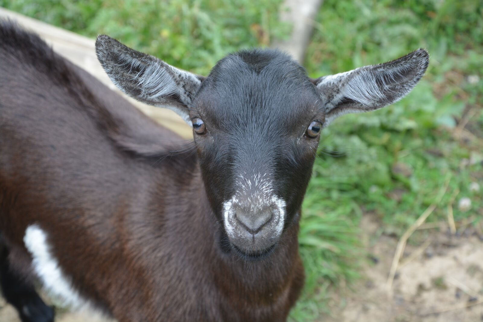 Nikon D5200 sample photo. Kid, small goat, goat photography