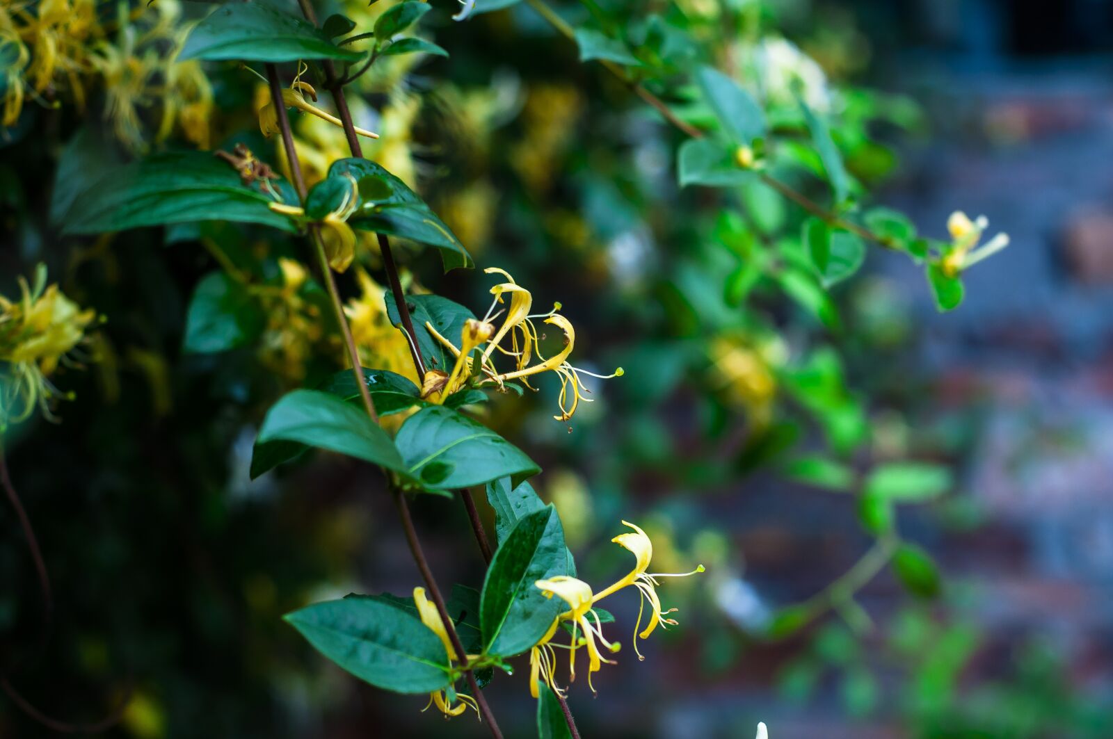 Nikon D90 sample photo. Plant, honeysuckle, fresh photography