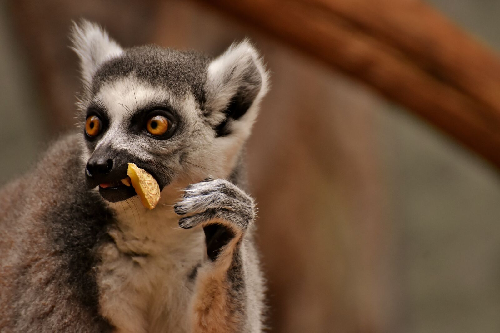 Nikon D7200 sample photo. Monkey, lemur, cute photography