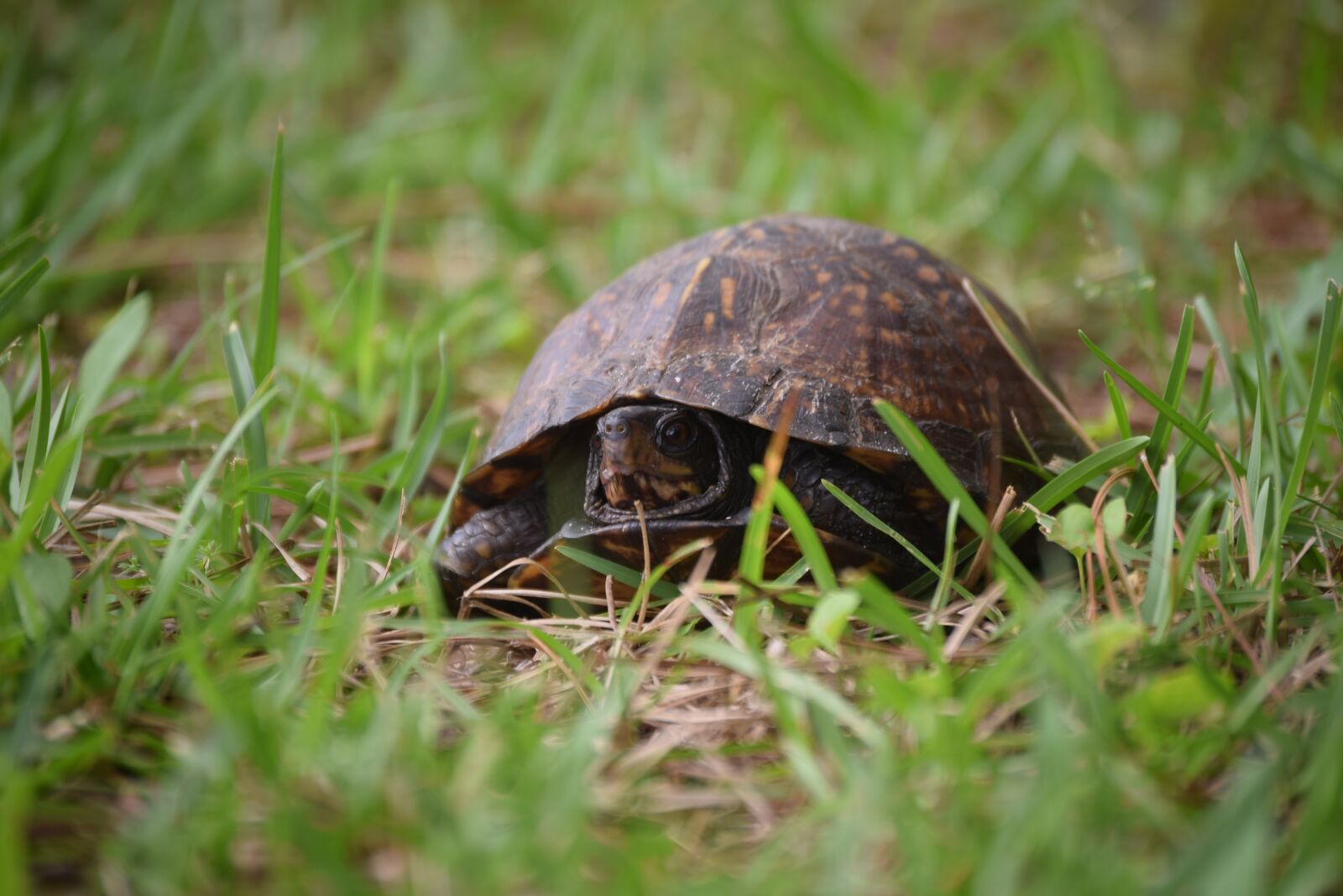 Nikon D5300 sample photo. Turtle, nature, wildlife photography