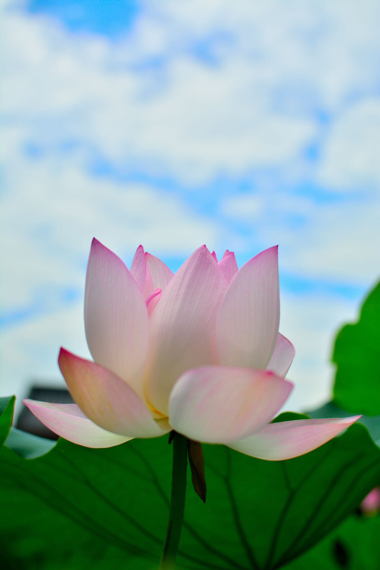 Nikon D5200 sample photo. Lotus, white, natural photography
