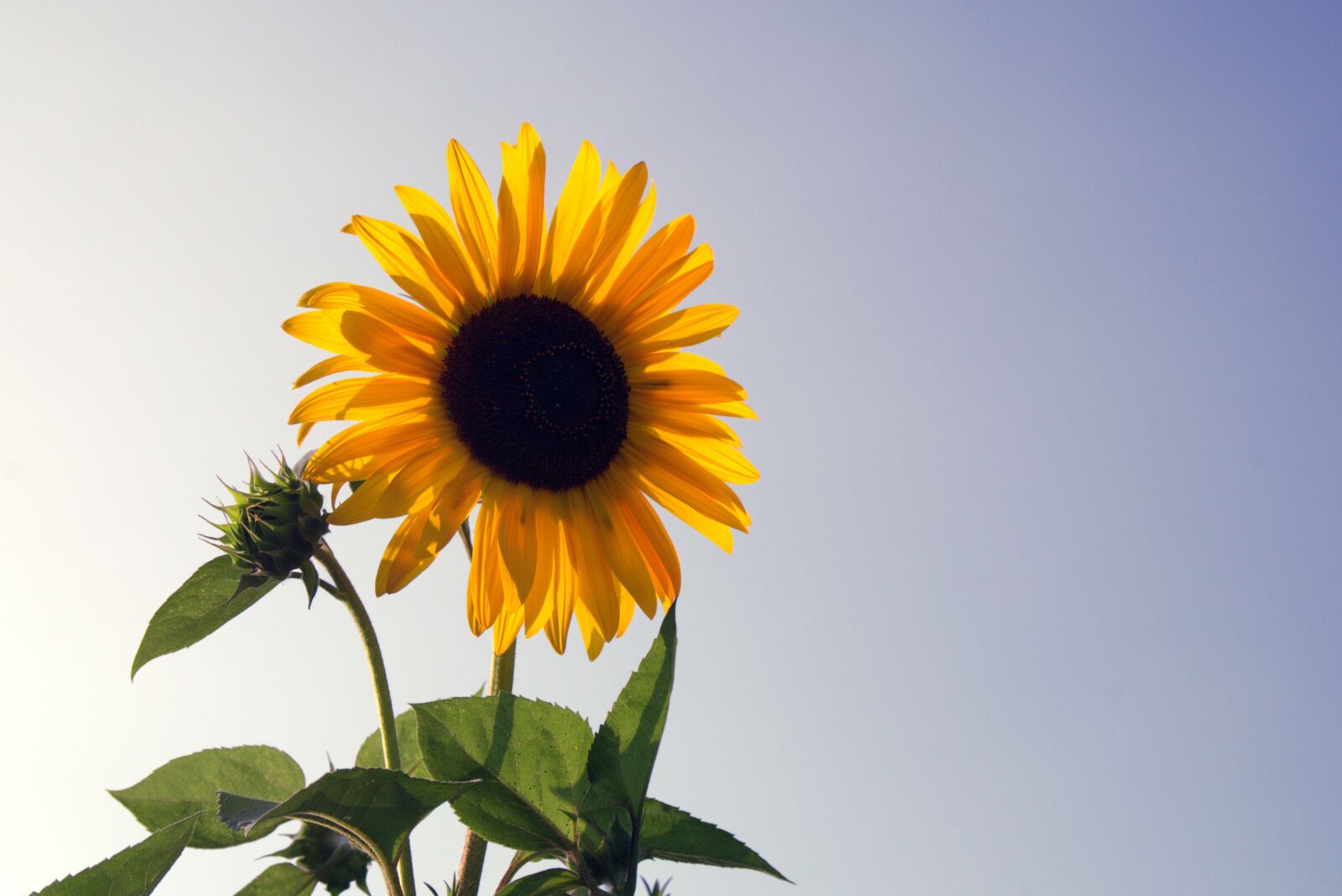Pentax K-S2 sample photo. Sunflower, flower, yellow photography