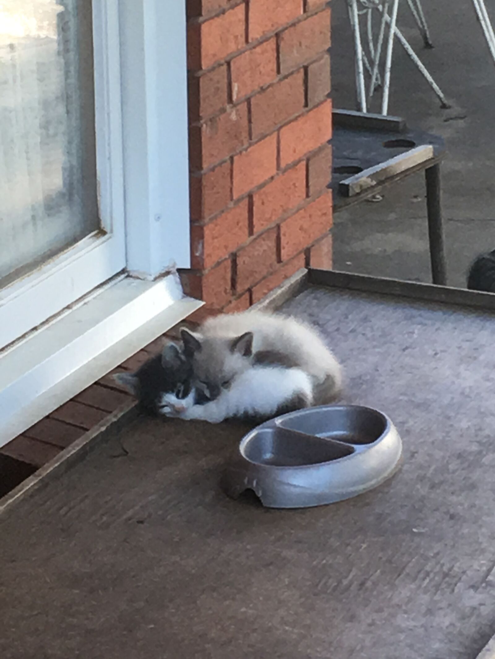iPhone 6s Plus back camera 4.15mm f/2.2 sample photo. Two, sleeping, kittens photography