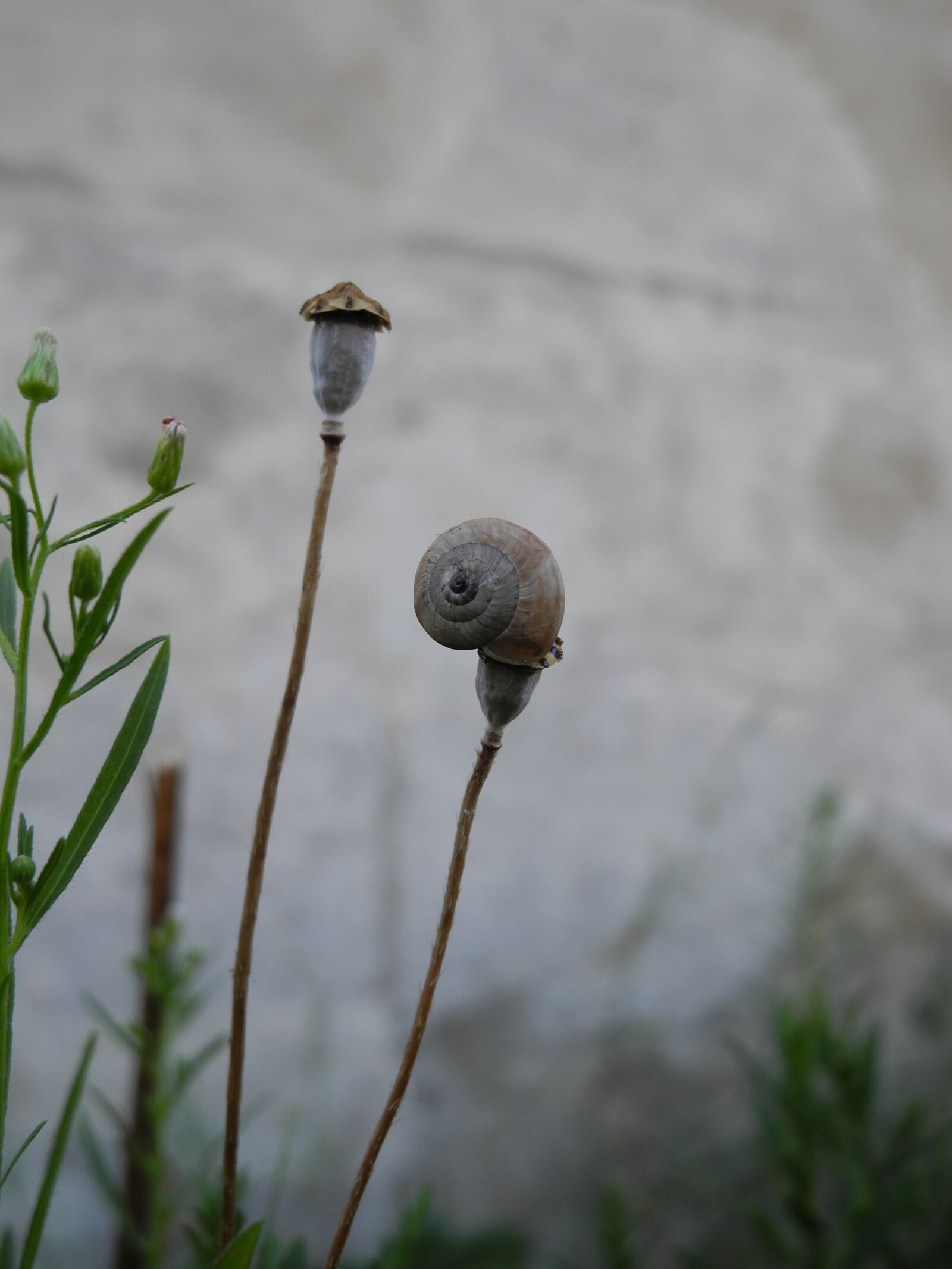 Nikon Coolpix P7000 sample photo. Snail, plant, macro photography