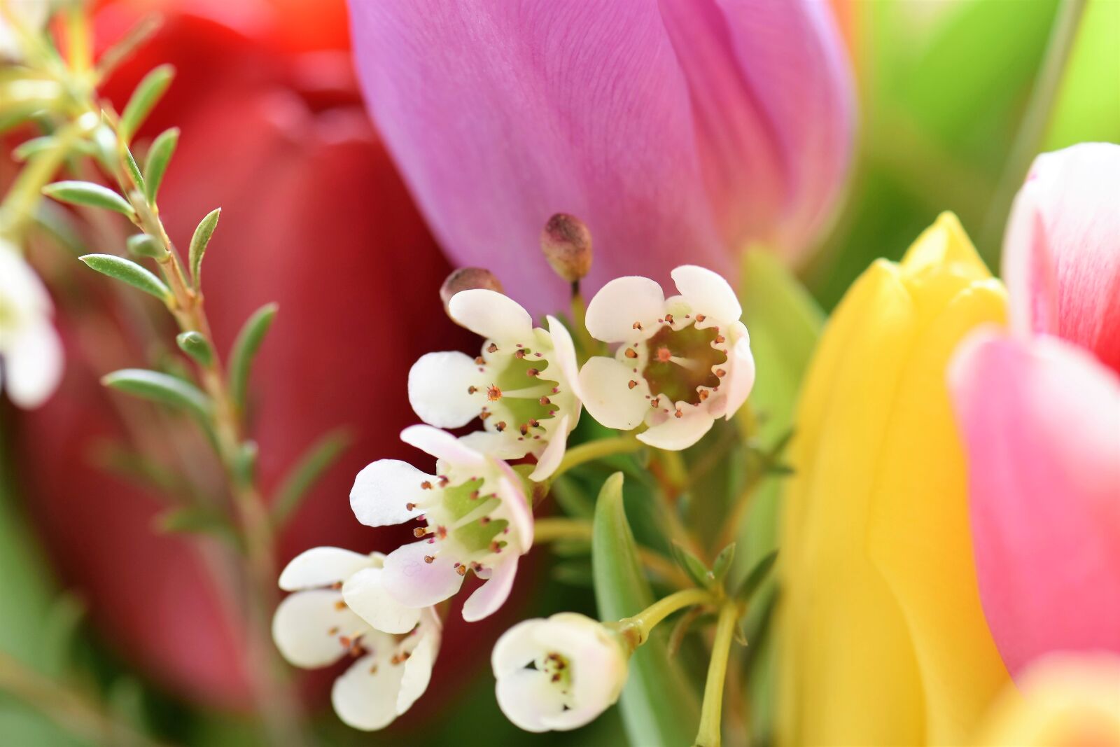 Nikon D5500 sample photo. Tulips, strauss, flowers photography
