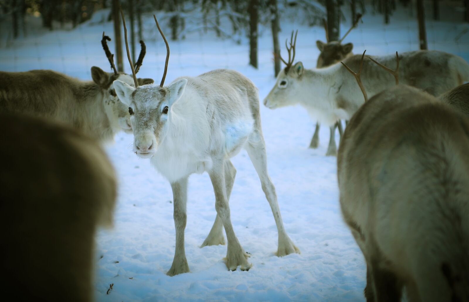 Canon EOS 5D Mark IV sample photo. Reindeer, lapland, finland photography