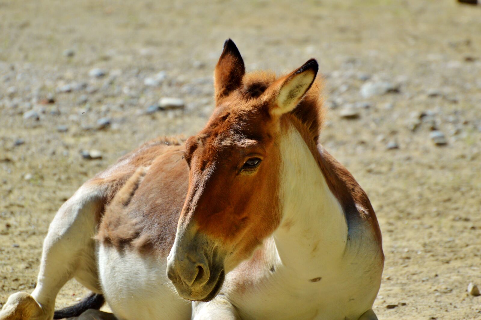 Nikon D3200 sample photo. Donkey, muli, mule photography