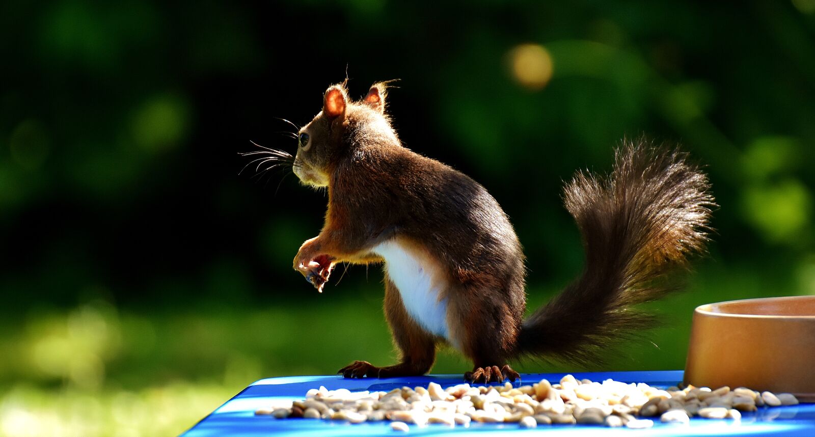 Nikon D7200 sample photo. Squirrel, peanuts, chucks photography
