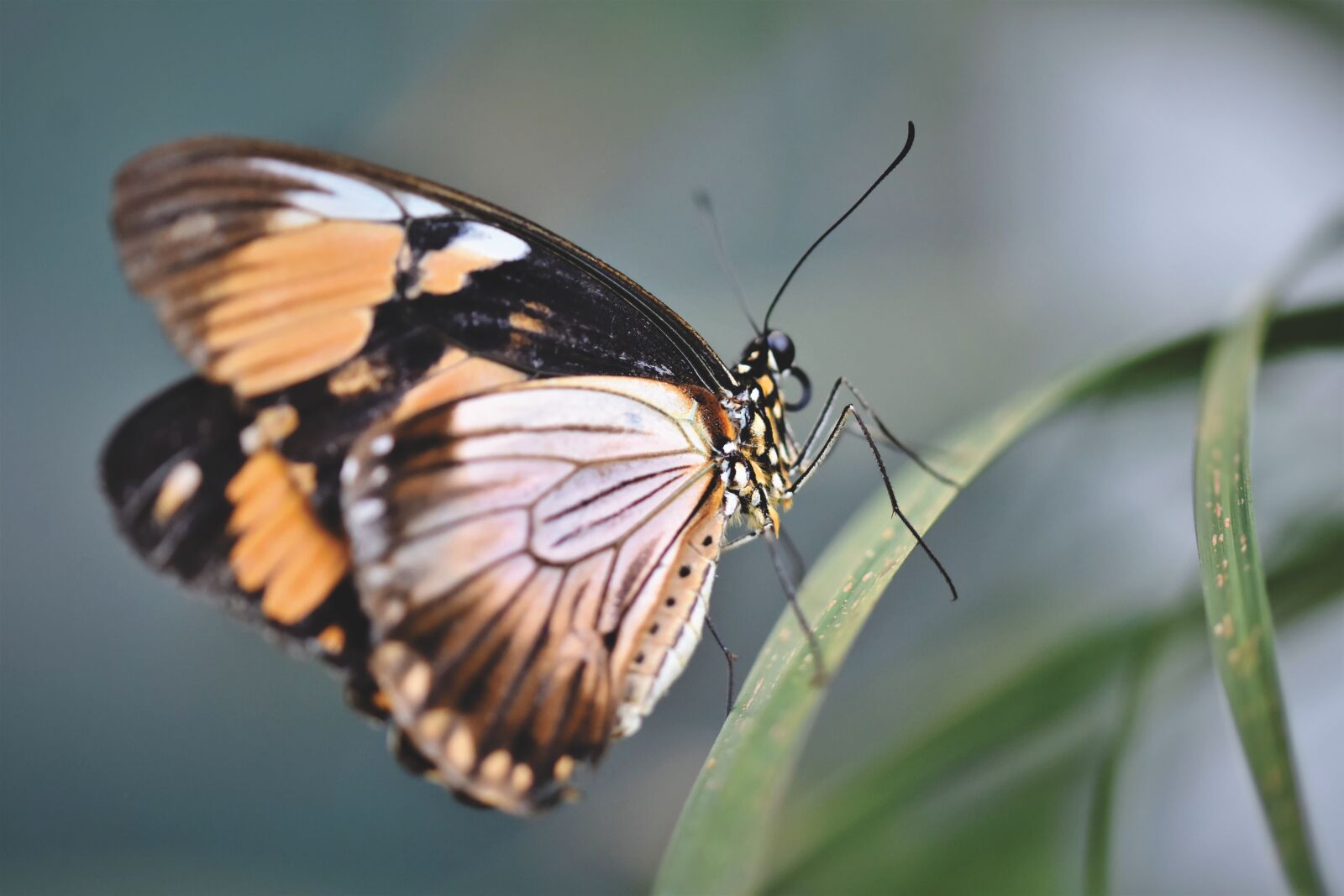 Nikon D7200 sample photo. Butterfly, tropical butterfly, exotic photography