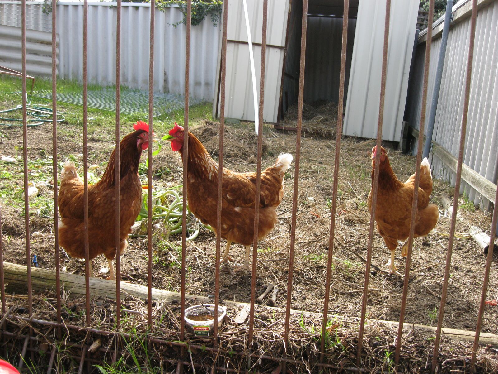 Canon PowerShot A3000 IS sample photo. Chickens, hens, yard photography