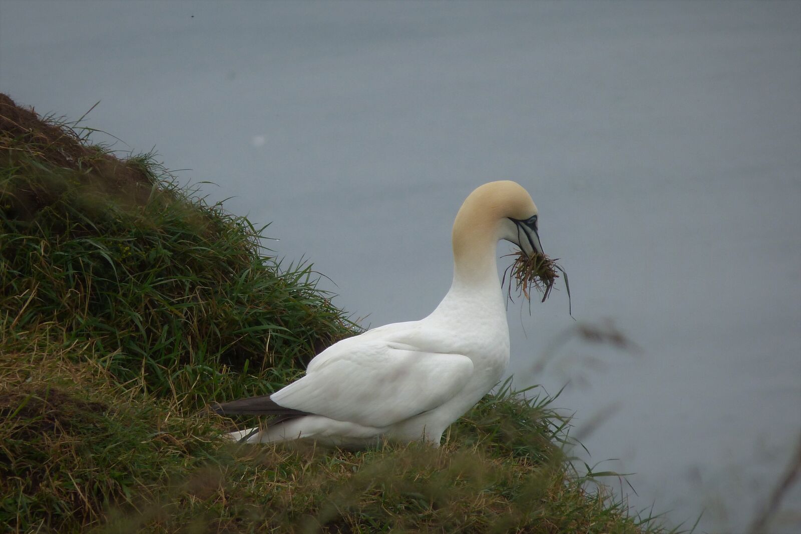 Panasonic Lumix DMC-FZ40 (Lumix DMC-FZ45) sample photo. Gannet, seabird, nesting photography