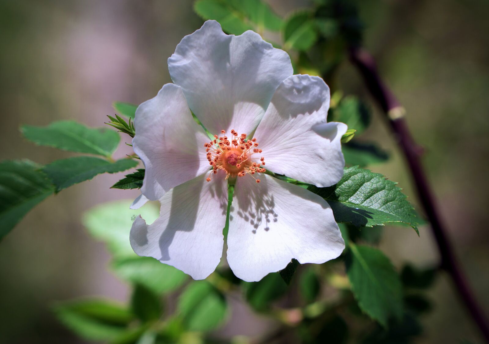 Sony a6000 + Sony E PZ 18-105mm F4 G OSS sample photo. Flower, white, petals photography