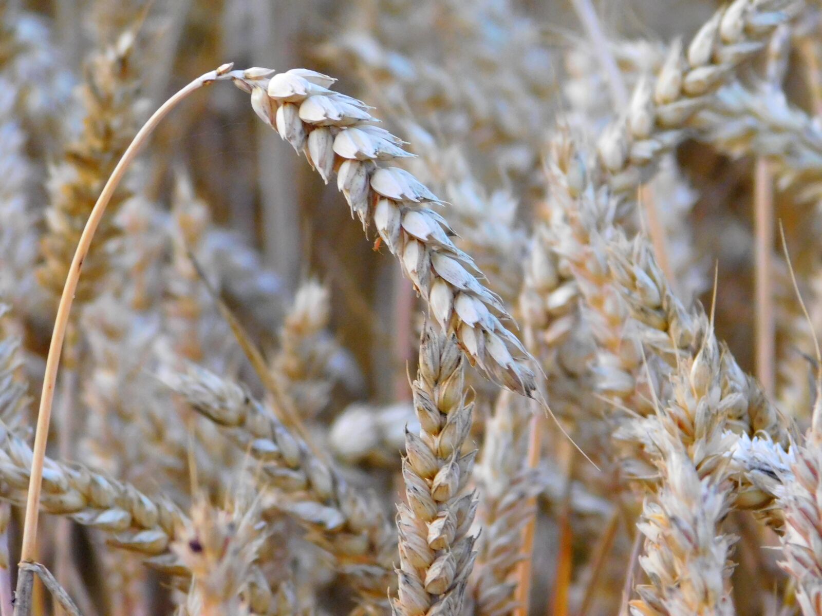 Nikon Coolpix L840 sample photo. Wheat, grains, field photography