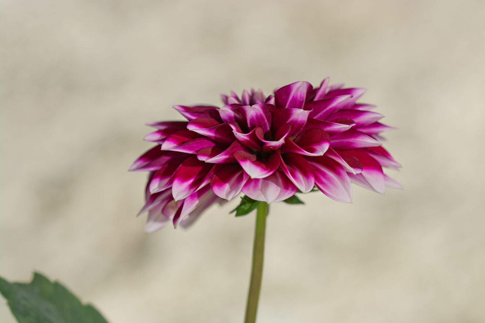 Nikon D7100 sample photo. Dahlia, flower, blossom photography